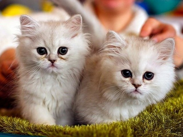 Породы кошек в Катав-Ивановске | ЗооТом портал о животных