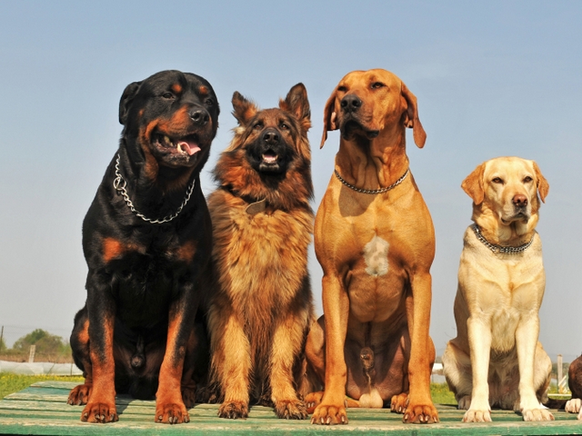 Крупные породы собак в Катав-Ивановске | ЗооТом портал о животных