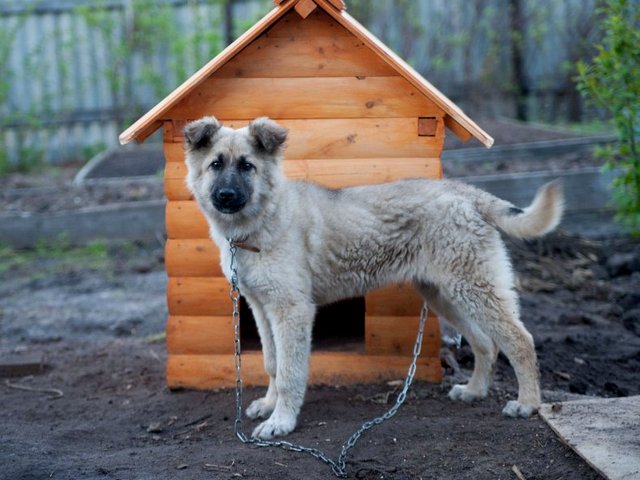 Все о собаках в Катав-Ивановске